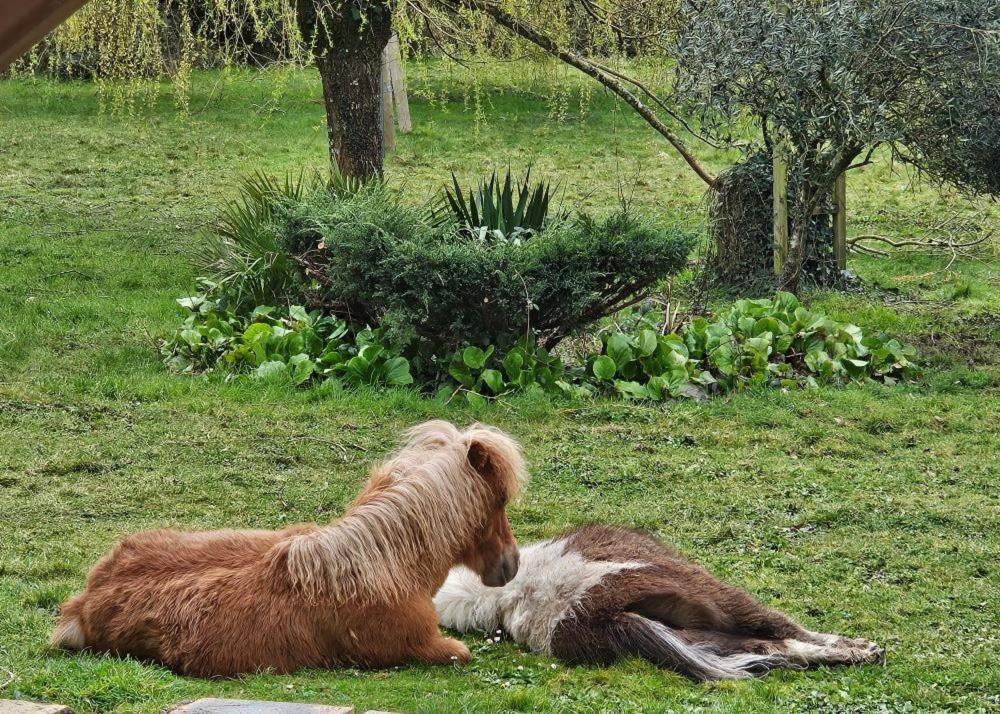 Bed and Breakfast Le Domaine Des Sources Landévant Esterno foto